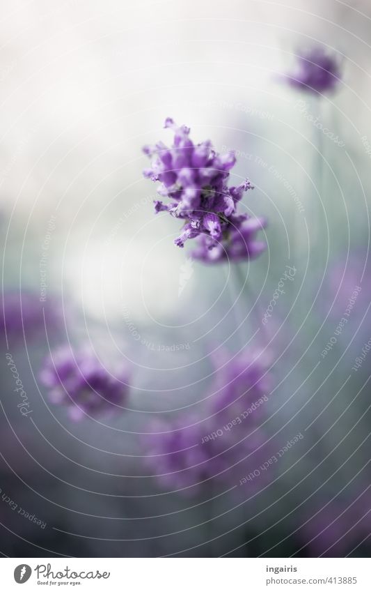 lilac blue Plant Blossom Lavender Blossoming Fragrance Illuminate Natural Blue Gray Violet Romance Beautiful Close-up Garden Exterior shot Detail Deserted