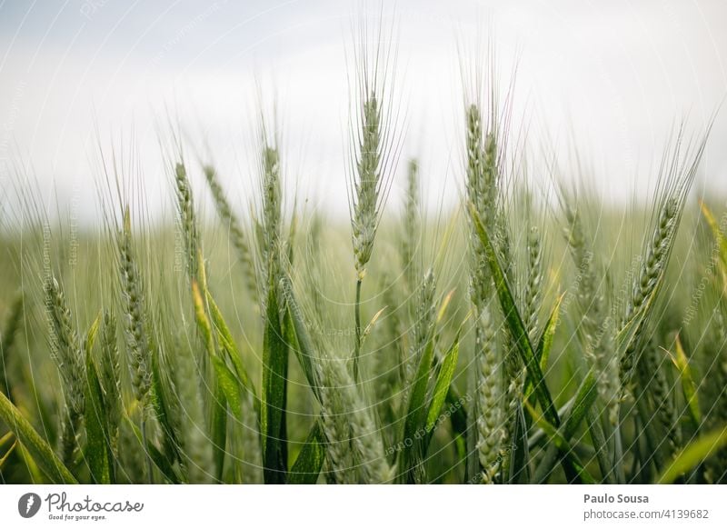 Close up wheat field Wheat Wheatfield Field Summer Grain Agriculture Colour photo Exterior shot Nature Wheat ear Plant Agricultural crop Grain field Nutrition