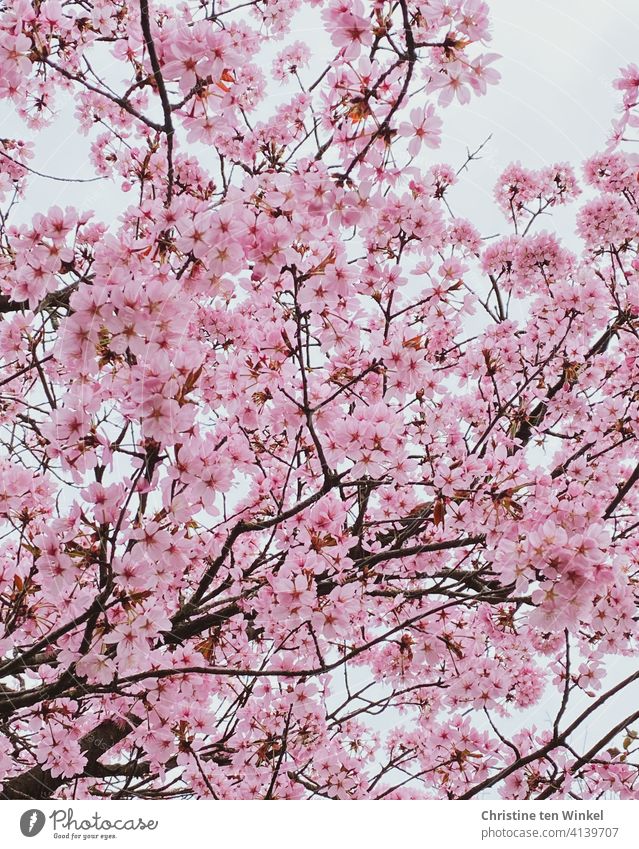 *600* View upwards into a luxuriantly blooming Japanese ornamental cherry tree Cherry blossom Ornamental cherry Japanese cherry Prunus serrulata cherry blossom