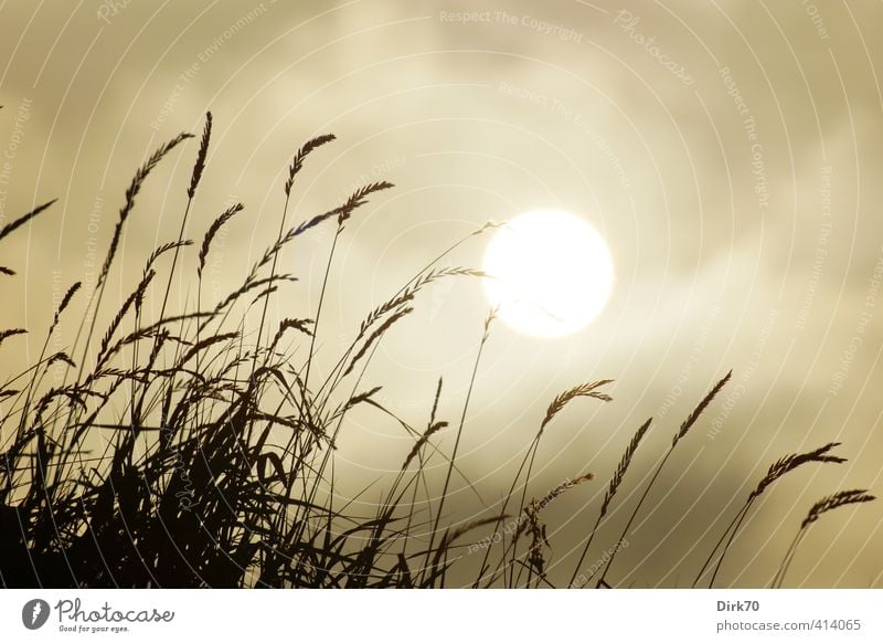 blades of grass against the sun Nature Sky Clouds Sun Sunlight Summer Climate Weather Beautiful weather Warmth Plant Grass Foliage plant Wild plant