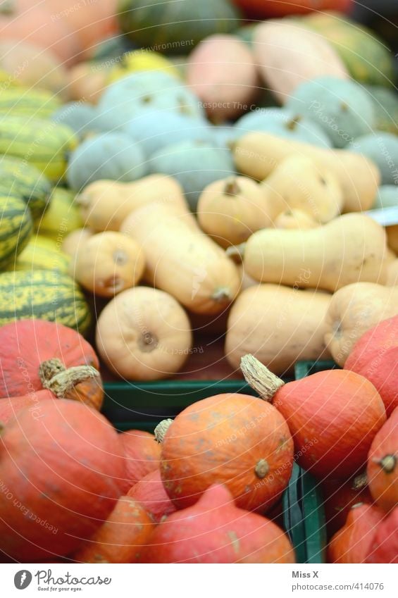 pumpkin season Food Vegetable Nutrition Organic produce Vegetarian diet Diet Fresh Healthy Delicious Round Pumpkin variety Many Sell Harvest Market stall