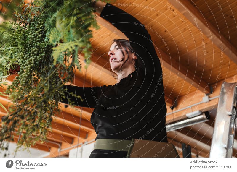 Woman arranging green hanging plants in salon floristry woman arrange designer decorative creative creepers work ladder female occupation professional workplace