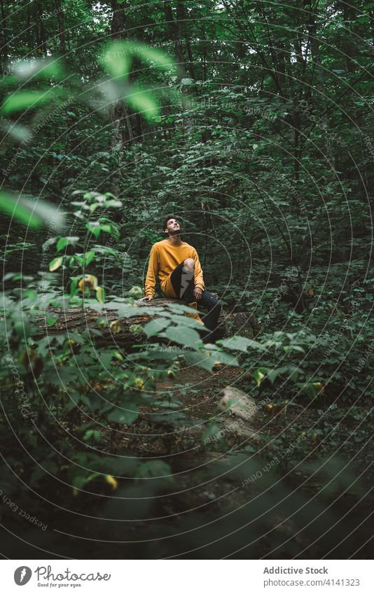 Male hiker sitting in green forest man travel log nature woods explore foliage journey tourism harmony wild enjoy silent observe male adventure