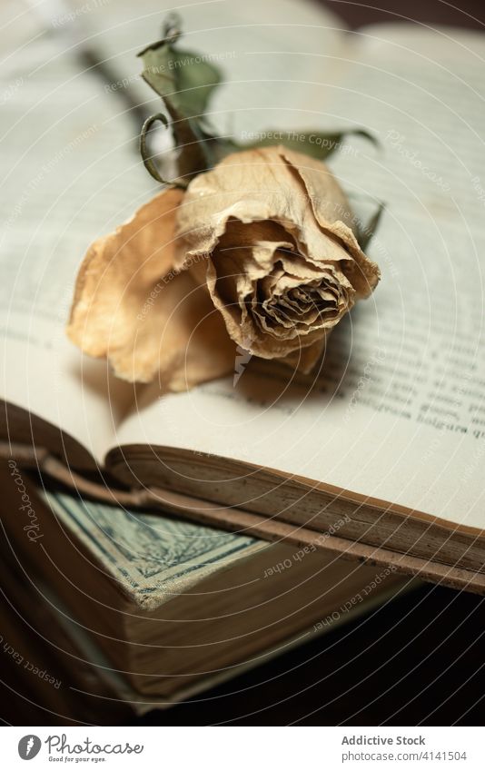 Pile of books and dried flowers on wooden table antique stack pile forgotten retro shabby plant desk vintage decoration flora rose grunge creative dark old