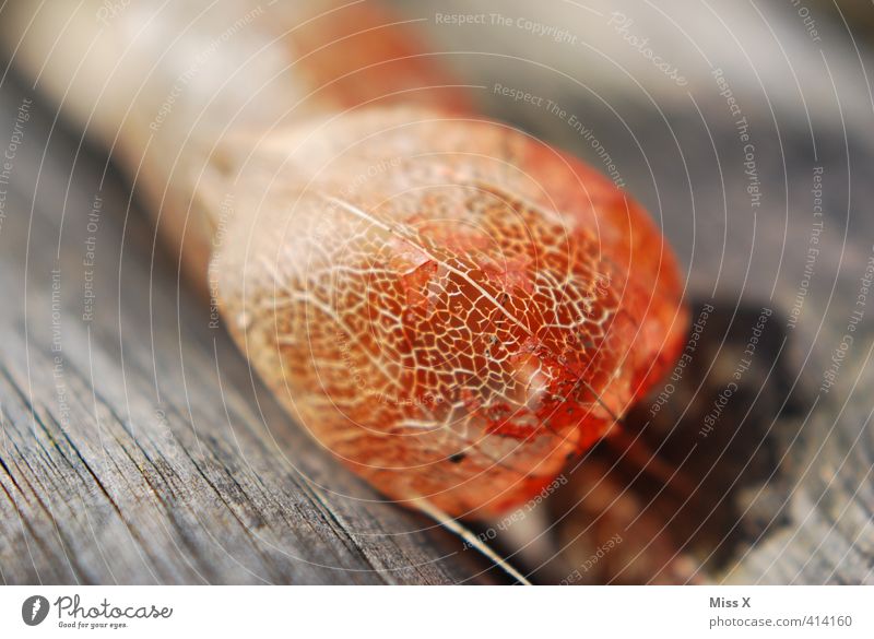 lantern flower Fruit Flower Dry Chinese lantern flower Exotic Wood Rachis Colour photo Multicoloured Exterior shot Close-up Detail Deserted Copy Space left