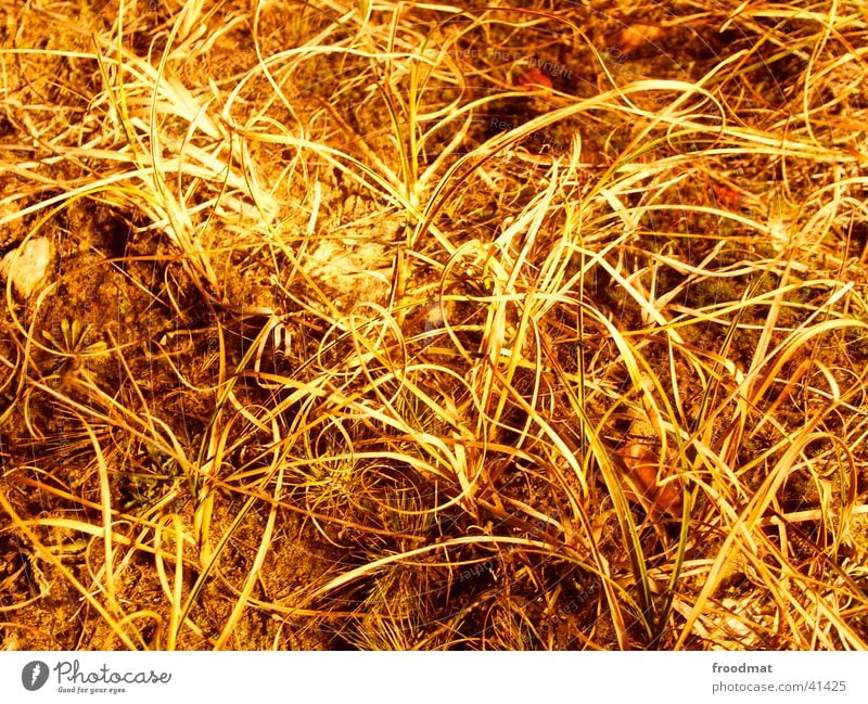 hairy country Long exposure Grass Leaf Structures and shapes Subsoil Night Floor covering Earth