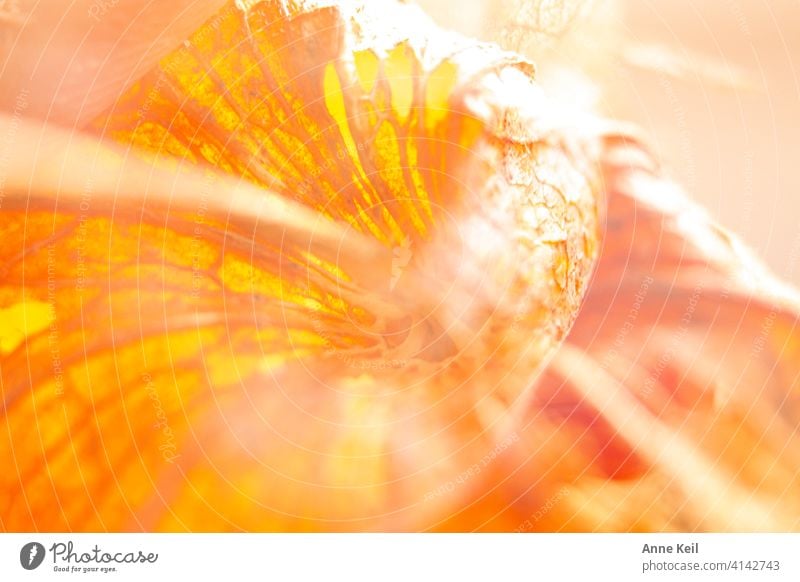 Lampion flower double Double exposure Colour photo Deserted Nature Plant Chinese lantern flower Physalis Orange Detail Close-up Multicoloured Exterior shot