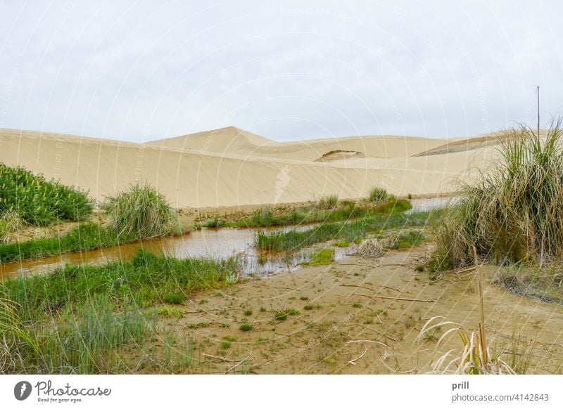 Te Paki Sand Dunes te paki sand dunes new zealand giant sand dunes aupori peninsula cape reinga vegetation overgrown landscape nature natural stream rivulet