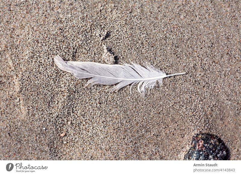 macro of an old feather laying on a beach abandoned algae background bird blurred closeup dirt lost nature nobody outdoor pebble sand single stone textured