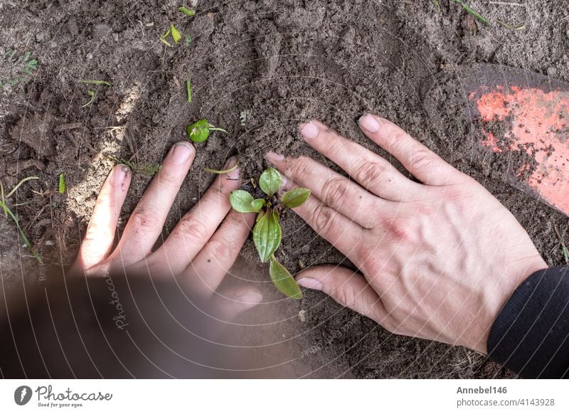 Two man hands planting a young tree or plant while working in the garden, seeding and planting and growing top view, farmers hands care of new life, environment, spring, nature, plants concept