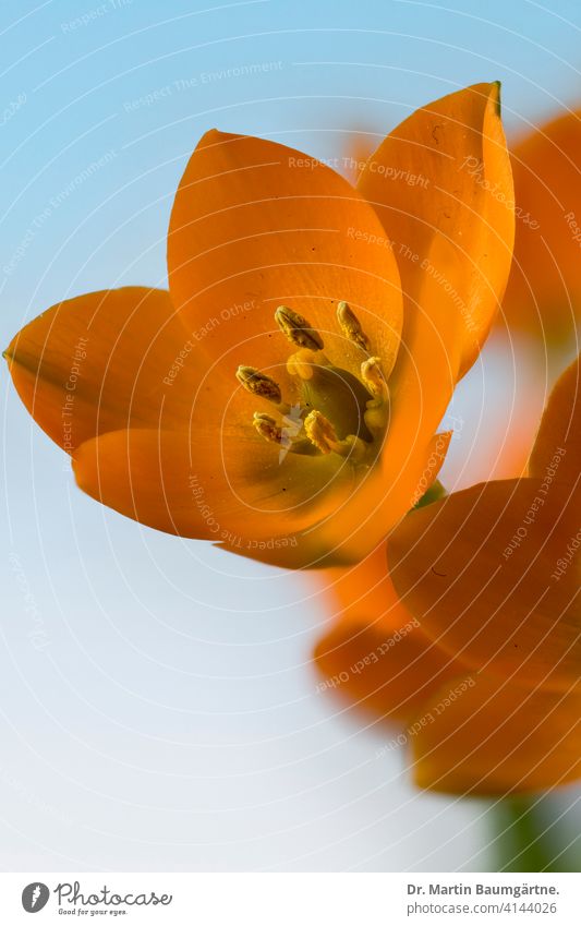 Ornithogalum dubium, orange milk star from South Africa orange milky star from the Cape Province bulb flower shrub Geophyte Plant Flower Blossom Blossoming