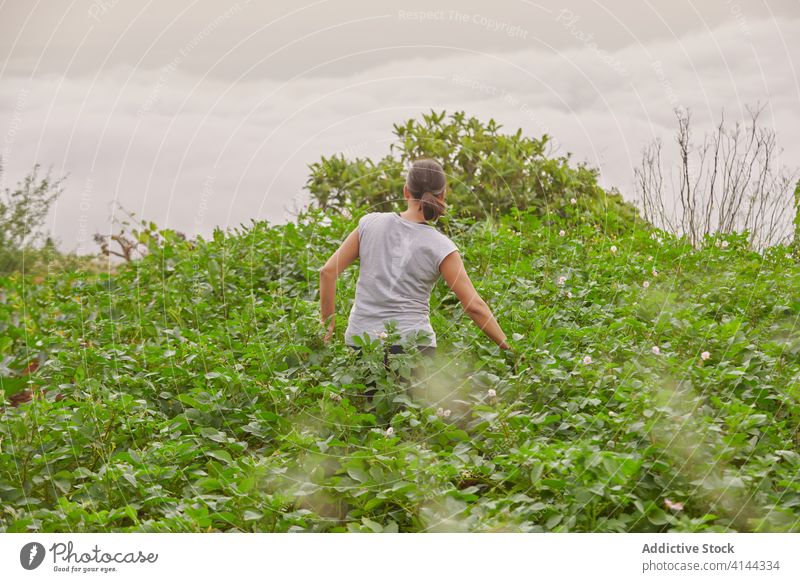 Woman walking along plantation on farm farmer woman green senior summer grow female vegetate cultivate garden old calm retire countryside nature rural