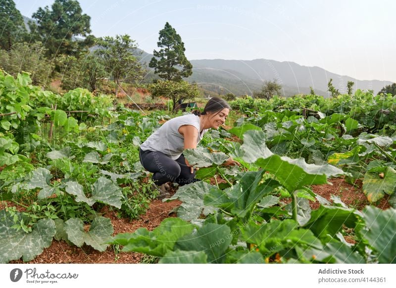 Woman along plantation on farm farmer woman green senior summer work grow female vegetate cultivate garden old calm retire countryside nature rural care