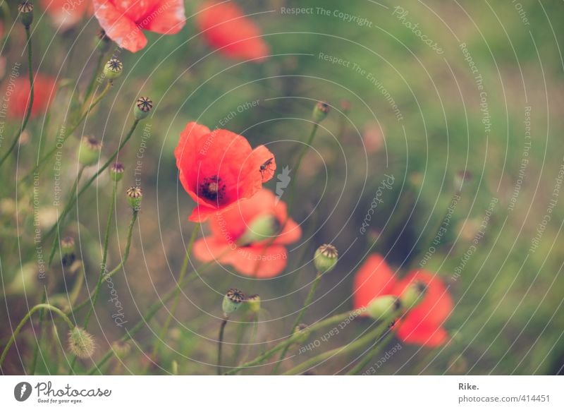 Simple beauty. Garden Environment Nature Plant Summer Blossom Wild plant Poppy Poppy blossom Field Fly Blossoming Growth Esthetic Natural Beautiful Soft Green