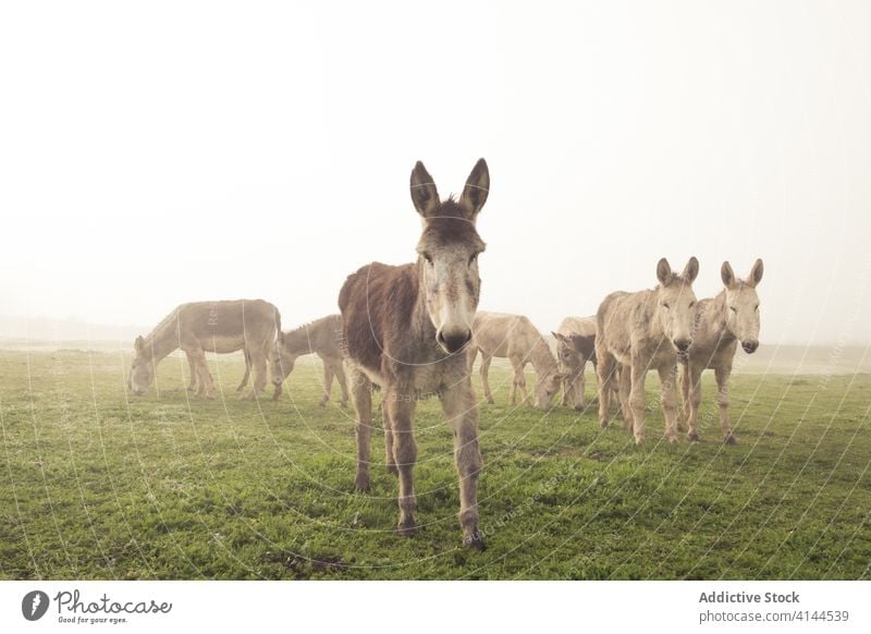 Herd of donkeys grazing in field herd graze pasture meadow domestic countryside nature fog morning animal rural environment farm idyllic tranquil season