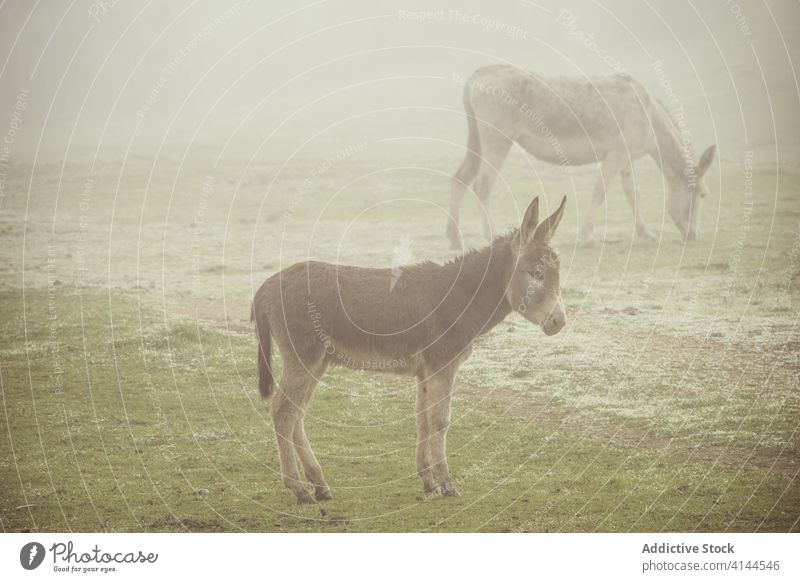 Herd of donkeys grazing in field herd graze pasture meadow domestic countryside nature fog morning animal rural environment farm idyllic tranquil season