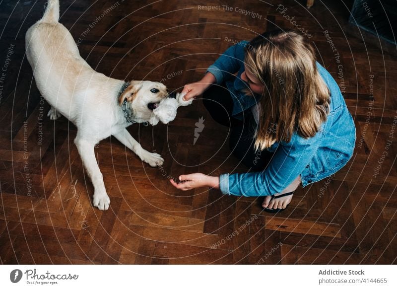 Woman playing with dog at home woman toy pull pet owner parquet fun female activity labrador retriever young floor together animal friend domestic canine