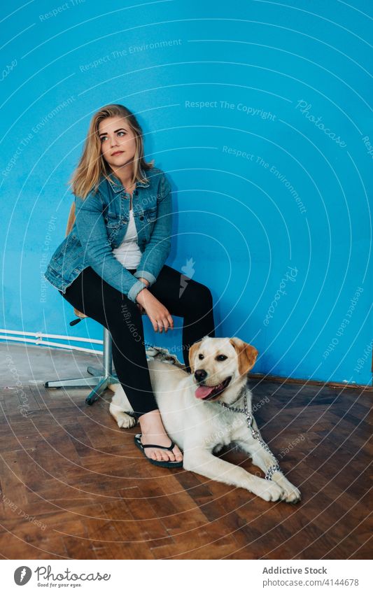 Young woman and dog against blue wall sit chair together obedient pet owner domestic female animal purebred pedigree labrador retriever canine relax rest seat