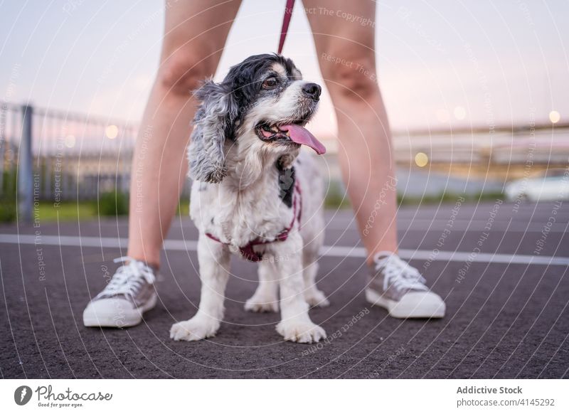 Anonymous woman cuddling purebred dog on road american cocker spaniel leash pet car city asphalt parking lot friend canine companion summer obedient breed slim