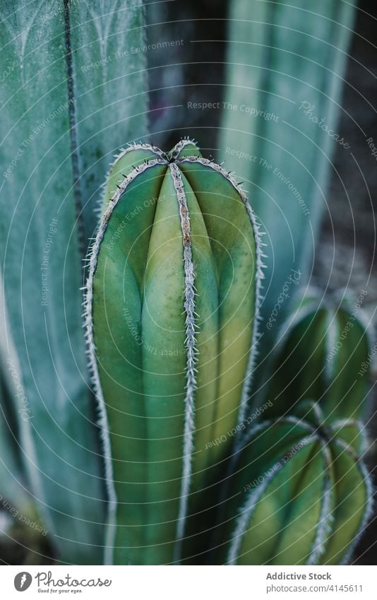 Tall cactus plant growing in garden on sunny day cereus valley green tall growth nature flora botany vegetate specie environment cacti ecology season natural