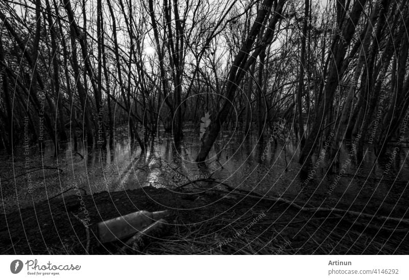 Dead tree in degraded mangrove forest. Environmental crisis. Empty glass bottle waste. Degradation and destruction of mangrove forest. Coastal crisis. Dark background for death, sad, and depression.