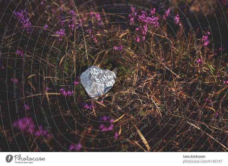 Stone with motivating German text 'You are the light' on forest floor covered with blooming spring heath stone quote motivation selfcare positive thinking