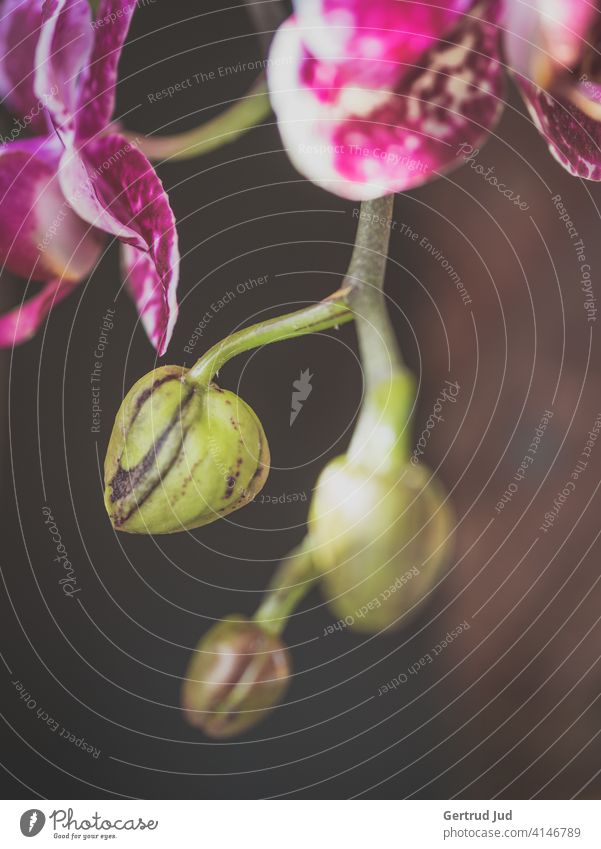 Purple orchid flowers and buds on dark background Flower Flowers and plants Blossom Color pink inboard Orchid Plant Nature Close-up Blossoming purple