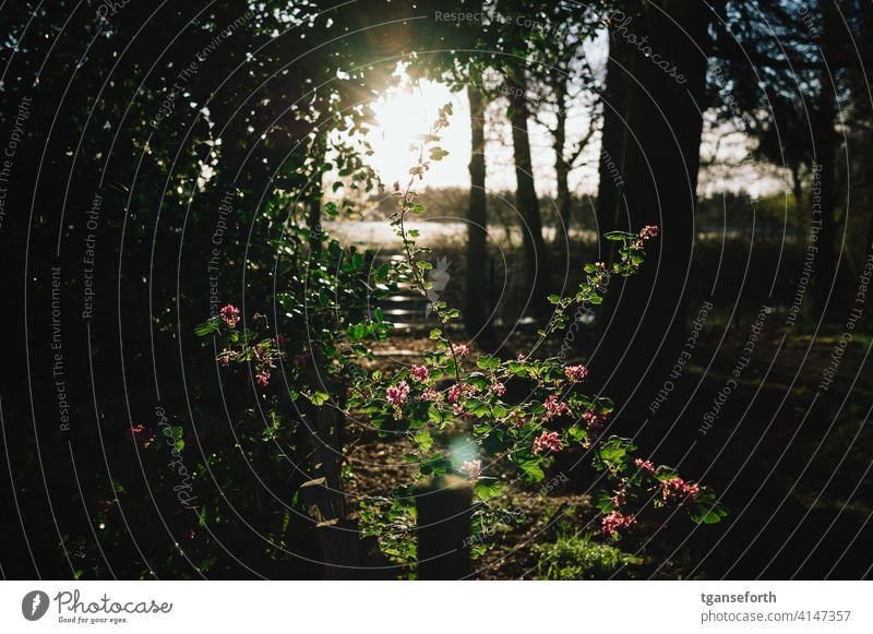 Spring blossoms at sunrise Sunlight Sunrise Blossom spring Back-light Plant Nature Exterior shot Colour photo Flower Beautiful weather Garden Garden plants