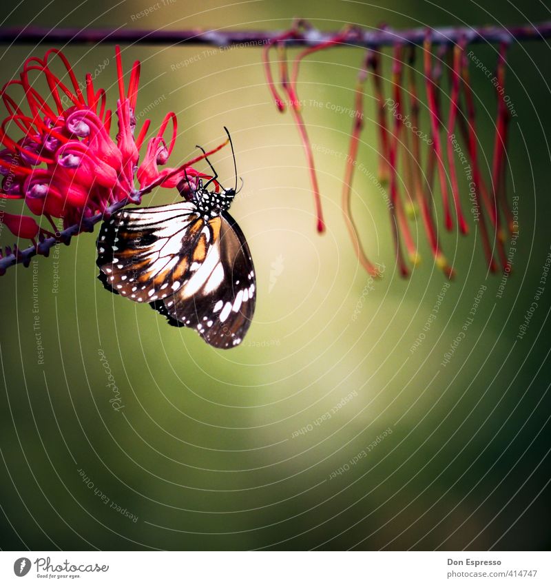 garden safari Nature Animal Summer Plant Blossom Wild plant Exotic Butterfly 1 Flying Crawl Sit Idyll Exterior shot Macro (Extreme close-up) Deep depth of field