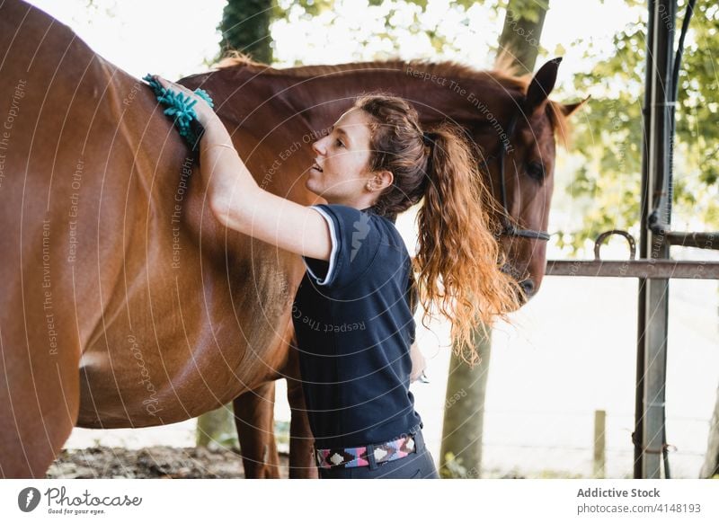 Young jockey brushing horse in stall grooming equestrian woman care stable rider mane animal female tool equipment reins bridle equine young busy concentrate