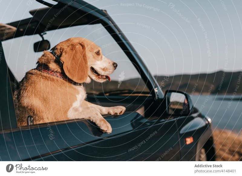 Adorable Hovawart admiring nature from inside car during trip dog contemplate tongue out lake mountain harmony idyllic pet hovawart breed canine friendly calm