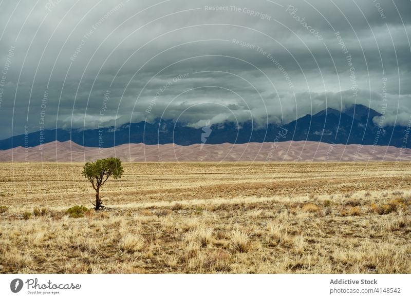 Lonely tree in dried field lonely mountain landscape dry scenic cloudy ridge alone usa united states america meadow green idyllic plant scenery nature stormy