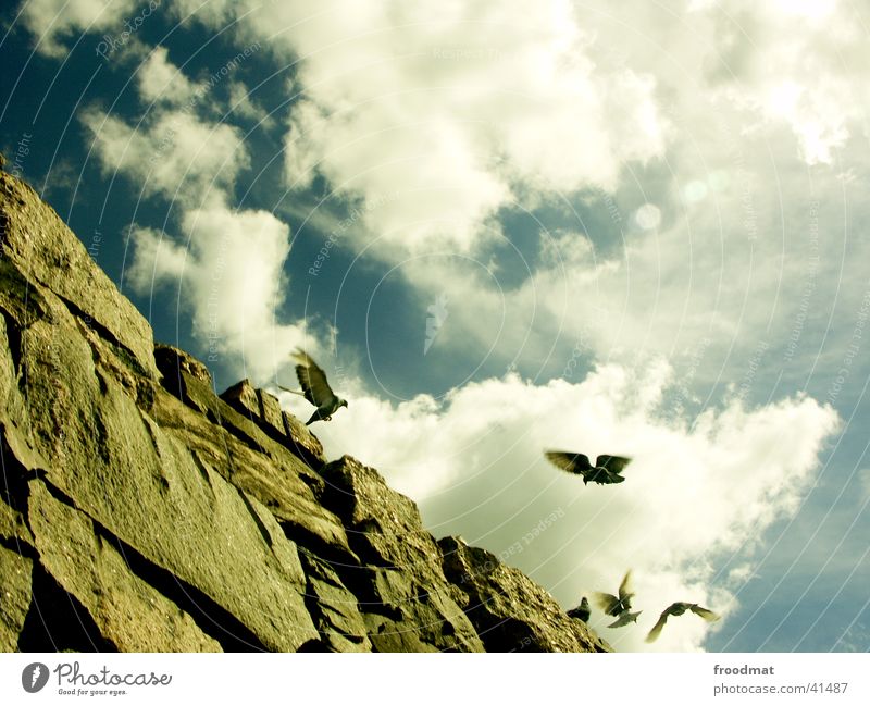 Sky over Helsinki (with pigeons) Finland Pigeon Clouds Bird Europe Rock Flying Stone