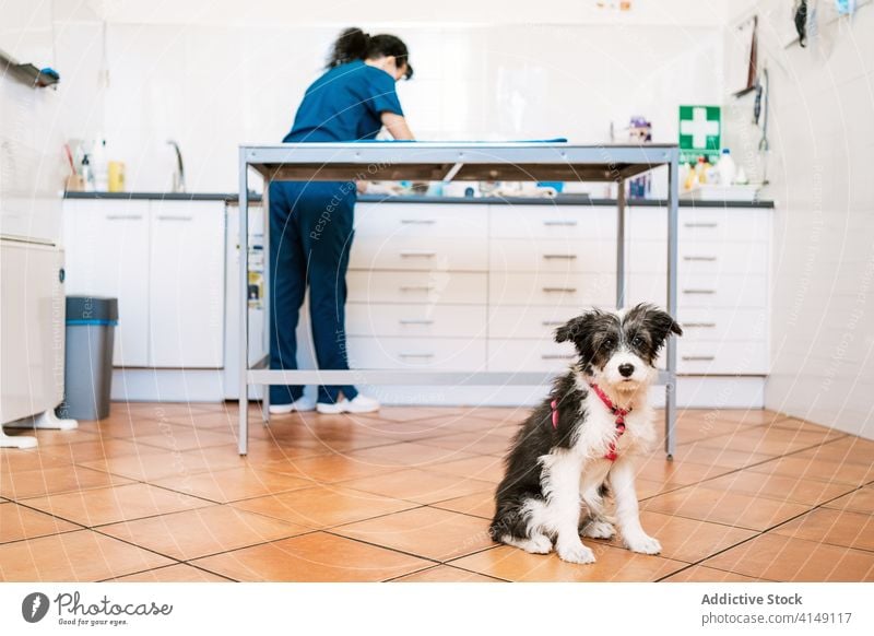 Portrait of dog in vet clinic doctor veterinary adult specialist job professional modern work pet expertise animal treat patient occupation medicine senior