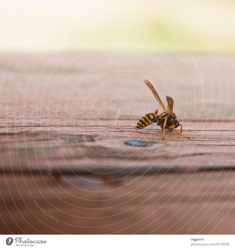 Difficult detail work for nest building! Table Beer table Animal Summer Wing Wasps Insect 1 Wood Movement To feed Crouch Small Brown Yellow Green Black