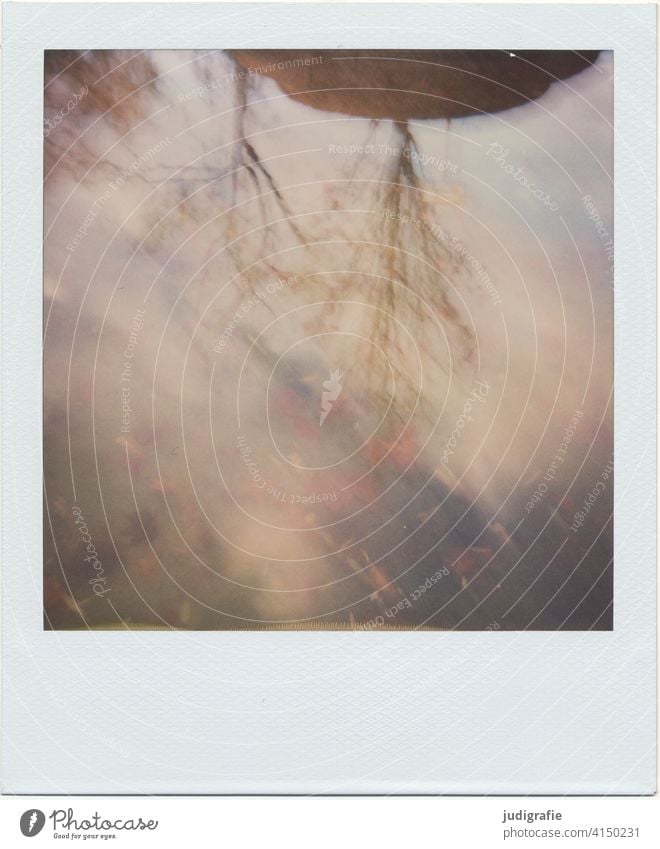 Tree tops reflected in puddle on Polaroid Puddle Treetop reflection Autumn Clouds Reflection Water Sky Leaf Nature Rain Wet Weather Bad weather