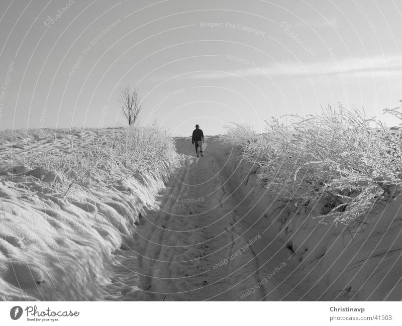 ravine Winter White Lanes & trails Snow To go for a walk Loneliness Landscape