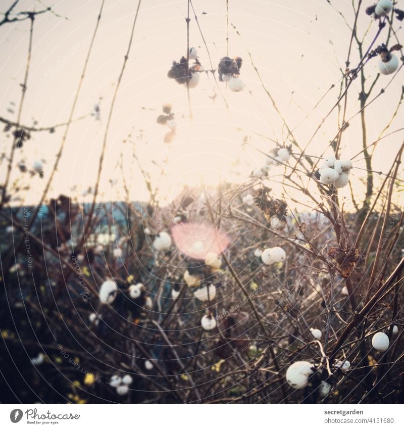 Wild Nature Nature reserve Experiencing nature Love of nature natural light firecracker peas Snowberry Plant White milky Bushy bush shrubby Exterior shot