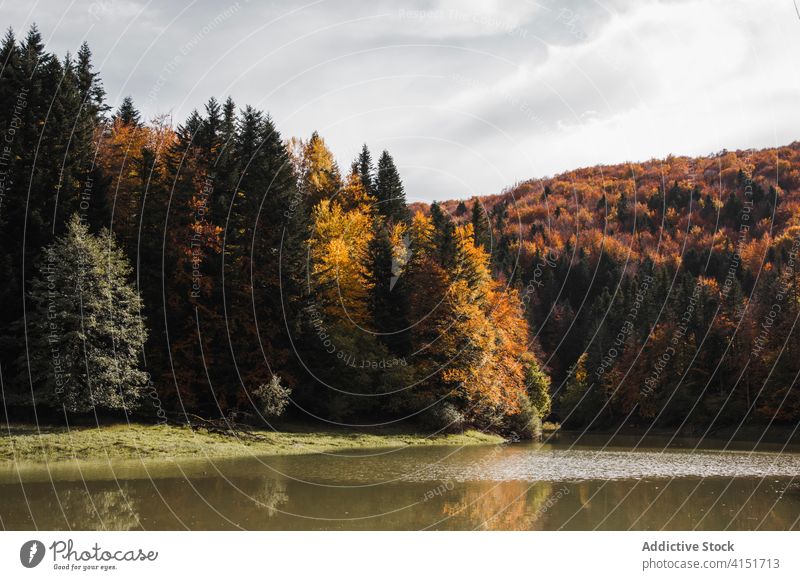 Calm lake in autumn forest irati forest pond calm peaceful landscape orange fall navarra navarre spain tree nature tranquil water woods idyllic serene