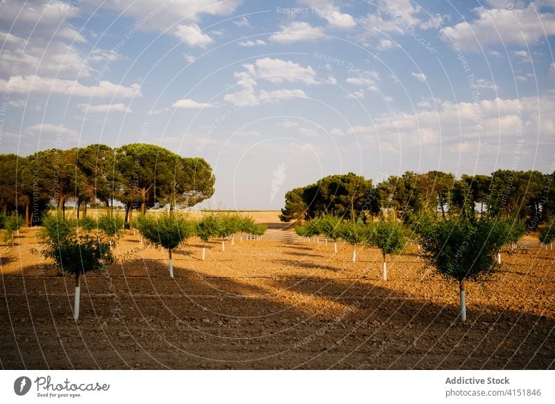 Pine tree plantation in summer countryside pine forestry grow green cultivate nature ecology flora growth environment vegetate coniferous botany wood evergreen