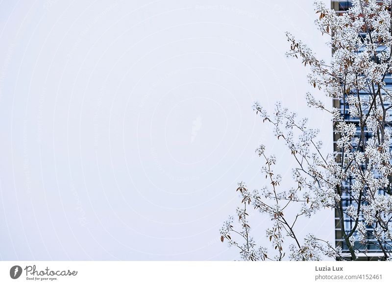 delicate white tree blossom in front of half closed blind and a white house wall Delicate White blossoms Building Window Spring Bright Wall (building)