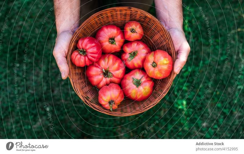 Gardener with bowl of ripe tomatoes harvest gardener red vegetable organic natural food wicker man farmer grow cultivate season male summer horticulture