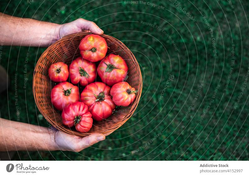 Gardener with bowl of ripe tomatoes harvest gardener red vegetable organic natural food wicker man farmer grow cultivate season male summer horticulture