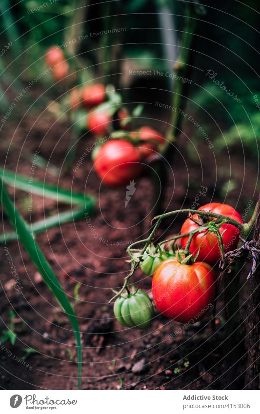 Red ripe tomatoes on branch in garden harvest red grow vegetable organic natural plant food cultivate growth season summer horticulture vegetate plantation