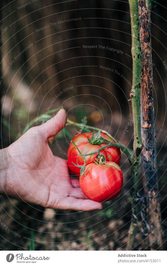 Gardener harvesting organic tomatoes in summer garden pick collect natural gardener farmer hand red ripe grow vegetable plant food cultivate season horticulture