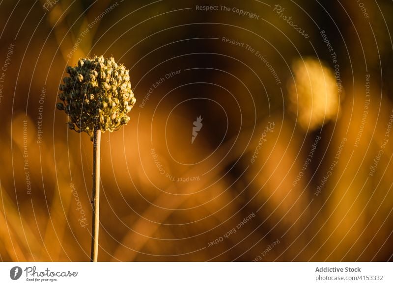 Flowering umbellifer plant with dry seeds flower apiaceae aromatic nature inflorescence wild flora environment botany vegetate herb blossom bloom bud fennel