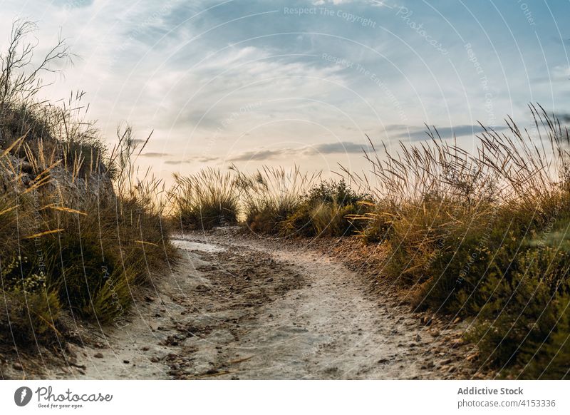 Dirt road through field in summer countryside evening curve dirt rural grass nature landscape sky sunset sundown way cloud path route environment plant