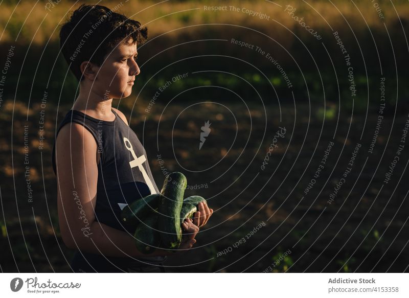 Boy with zucchini harvest standing in field kid ripe garden pick green vegetable boy fresh proud organic agriculture farm natural cultivate food agronomy