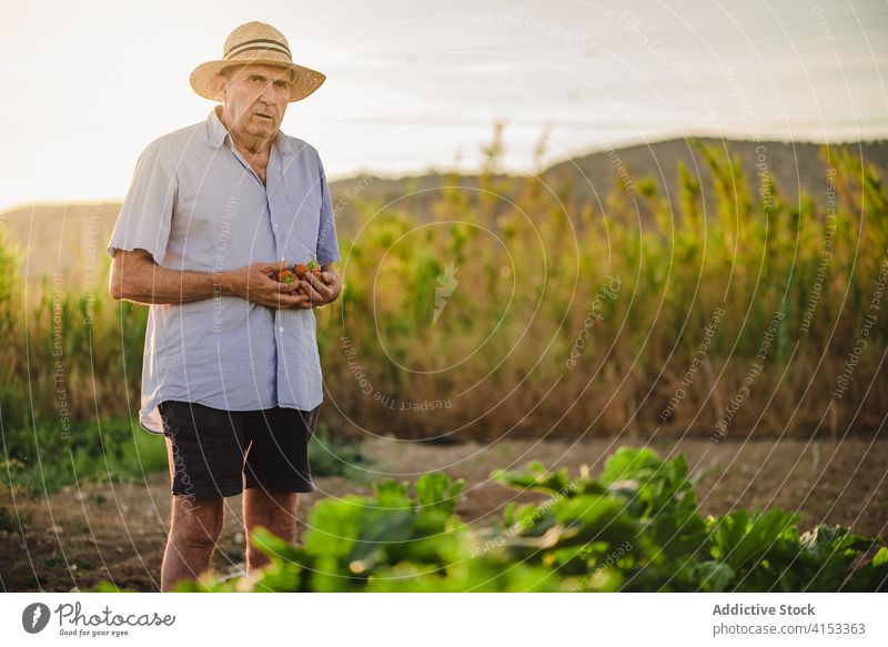 Mature man harvesting strawberry in countryside field garden farmer pick handful ripe collect fresh organic agriculture natural cultivate food agronomy mature