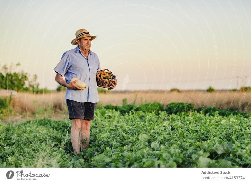 Senior male gardener with basket of harvest farmer man village countryside bed aged agriculture organic food ripe season natural green plant wicker barefoot